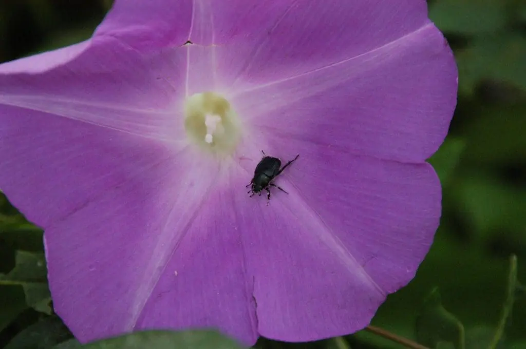Flora e insecto del campus