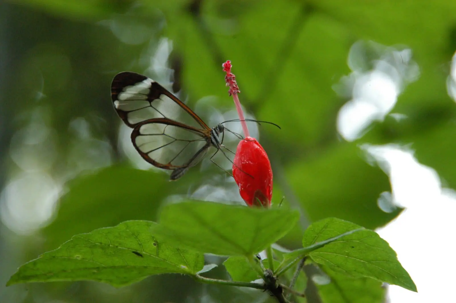Mariposa